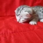 Snowy, Mau, silver, female, DOB 9-26-18