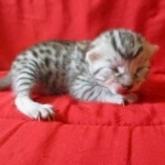 Snowy, Mau, silver, female, DOB 9-26-18