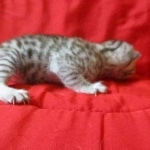 Snowy, Mau, silver, female, DOB 9-26-18