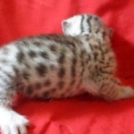 Snowy, Mau, silver, female, DOB 9-26-18