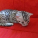 Snowy, Mau, silver, female, DOB 9-26-18