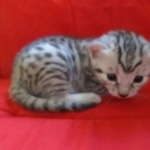 Snowy, Mau, silver, female, DOB 9-26-18