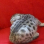 Snowy, Mau, silver, female, DOB 9-26-18