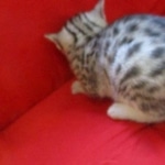 Snowy, Mau, silver, female, DOB 9-26-18