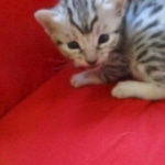 Snowy, Mau, silver, female, DOB 9-26-18