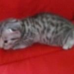 Snowy, Mau, silver, female, DOB 9-26-18