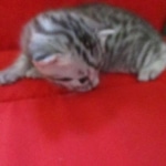 Snowy, Mau, silver, female, DOB 9-26-18