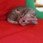 Snowy, Mau, silver, female, DOB 9-26-18