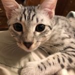 Snow leopard - Feb 20 2019