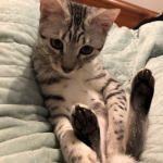 Snow leopard says Hi