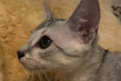 Snowy, Egyptian Mau, Silver Female DOB 5-7-19