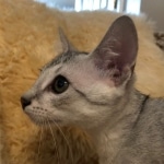 Snowy, Mau, Silver Female