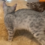 Snowy, Mau, Silver Female