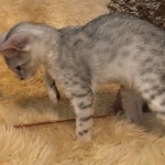 Snowy, Mau, Silver Female