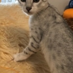 Snowy, Mau, Silver Female