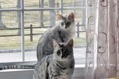 Sophia Esmeralda Egyptian Mau Silver female DOB 3-29-14