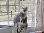 Sophia Esmeralda Egyptian Mau Silver female DOB 3-29-14