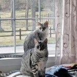 Sophia and Sasha  silver Egyptian Mau girls