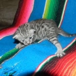 Mau Silver Female DOB 32914 008-800