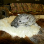 Mau Silver Female DOB 32914 010-800