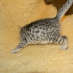 Mau Silver Female DOB 32914 012-800