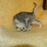 Mau Silver Female DOB 32914 013-800