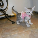 Mau Silver Female DOB 32914 019-800