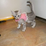 Mau Silver Female DOB 32914 021-800