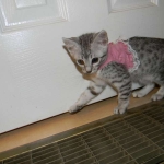 Mau Silver Female DOB 32914 022-800