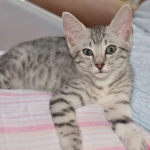 Mau Sophia 6-9
