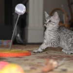 Mau Sophia Play