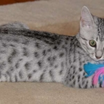 Sophia-Am I not just the cutest kitty you have ever seen!-800