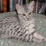 Sophia-Just hanging out-800