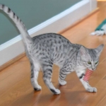 Sophia-One of here favorite toys-800