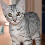 Sophia-Who you looking at-800