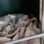 Sophia on the way home