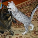 Sophia plays with Bama