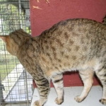 Savannah Tang 002-800