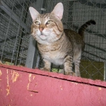 Savannah Tang 003-800