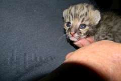 Tempest - Geoffroy's Cat female golden spotted DOB 5-3-14