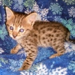 Thumbs, F-2b Savannah female DOB 10-2-20