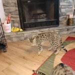 Thumbs, F-2b Savannah female DOB 10-2-20