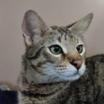 Thumbs, F-2b Savannah female DOB 10-2-20