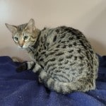 Thumbs, F-2b Savannah female DOB 10-2-20