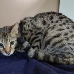 Thumbs, F-2b Savannah female DOB 10-2-20