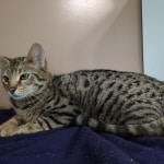 Thumbs, F-2b Savannah female DOB 10-2-20