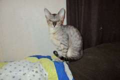 Saskatz Titan of Belle Hollow, F-6SBT Silver Savannah Male DOB 6-14-16
