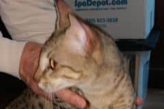 Tobi, EastTNSavannahs Tobi of Bellehollow F-6SBT DOB 6-5-19