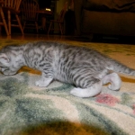 Mau Vandal DOB 8-7-14 005-800