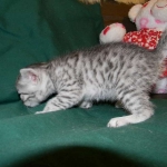 Mau Vandal DOB 8-7-14 007-800